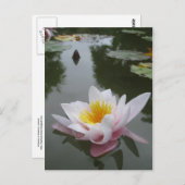 Carte postale nénuphar (Devant / Derrière)