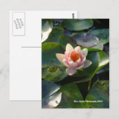 Carte postale nénuphar (Devant / Derrière)