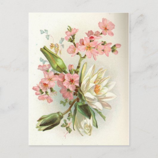 Carte Postale nénuphar (Devant)