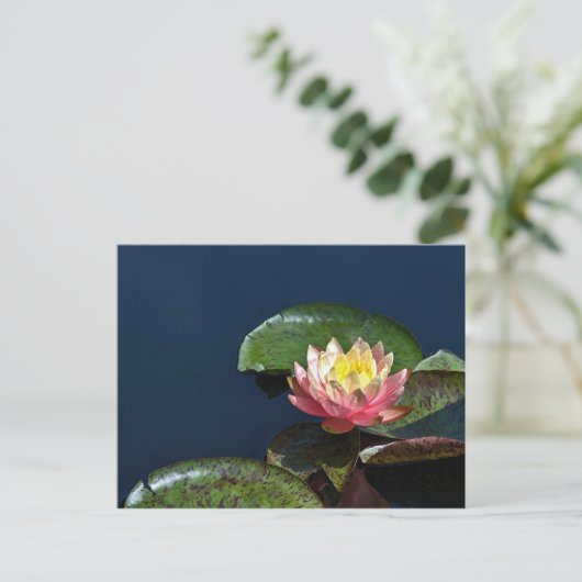 Carte Postale Nénuphar 2 (Debout devant)