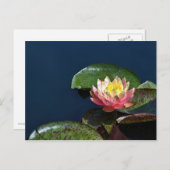 Carte Postale Nénuphar 2 (Devant / Derrière)