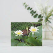 Carte Postale Nénuphar de fleurs Nymphaea (Debout devant)