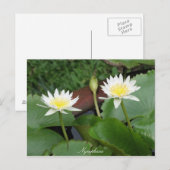 Carte Postale Nénuphar de fleurs Nymphaea (Devant / Derrière)