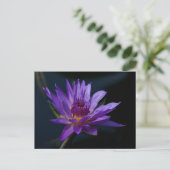 Carte Postale Nénuphar de Lotus pourpre (Debout devant)