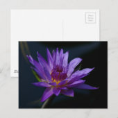 Carte Postale Nénuphar de Lotus pourpre (Devant / Derrière)