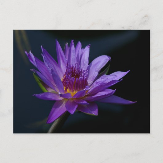 Carte Postale Nénuphar de Lotus pourpre (Devant)