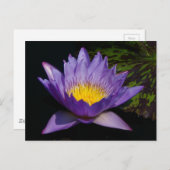 Carte Postale Nénuphar de Lotus pourpre (Devant / Derrière)