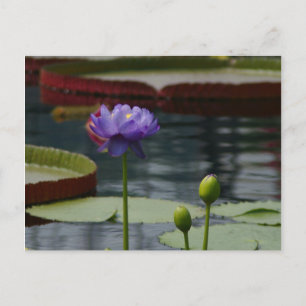 Carte Postale Nénuphar de Lotus pourpre