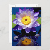 Carte Postale Nénuphar Hardy (Devant / Derrière)