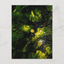 Nénuphar jaune lunatique dans une lumière scintill