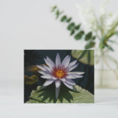Carte postale Nénuphar Lotus blanc (Debout devant)