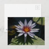 Carte postale Nénuphar Lotus blanc (Devant / Derrière)