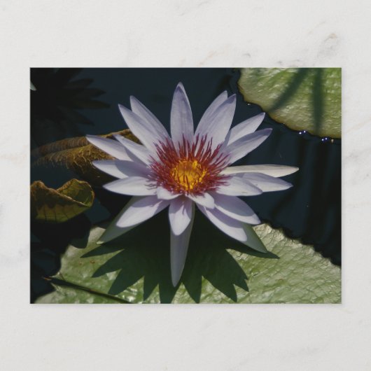 Carte postale Nénuphar Lotus blanc (Devant)