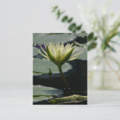 Carte postale Nénuphar Lotus blanc (Debout devant)