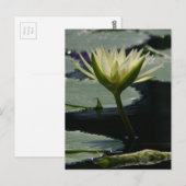 Carte postale Nénuphar Lotus blanc (Devant / Derrière)