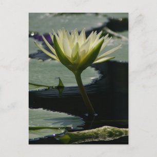 Carte postale Nénuphar Lotus blanc