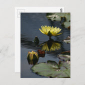 Carte postale Nénuphar Lotus Jaune (Devant / Derrière)
