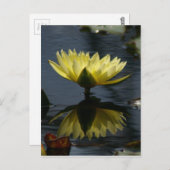 Carte postale Nénuphar Lotus jaune (Devant / Derrière)