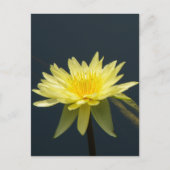 Carte postale Nénuphar Lotus jaune (Devant)