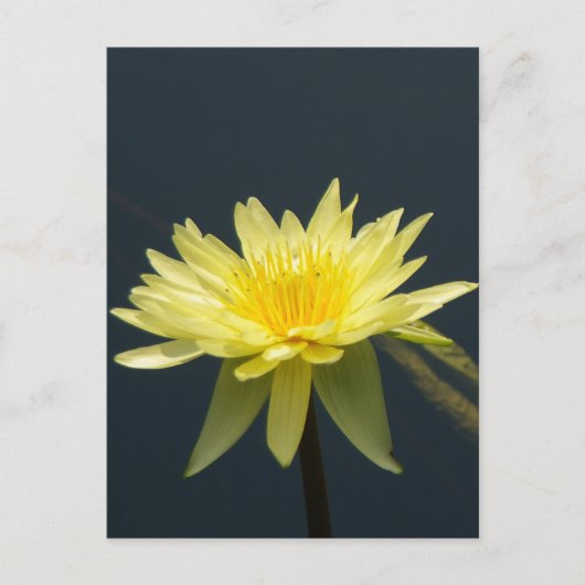 Carte postale Nénuphar Lotus jaune (Devant)