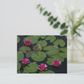 Carte postale Nénuphar Pink Lotus (Debout devant)