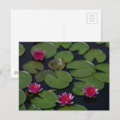 Carte postale Nénuphar Pink Lotus (Devant / Derrière)