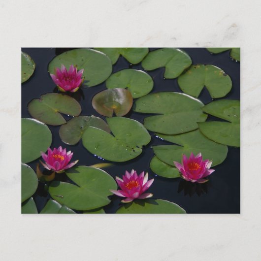 Carte postale Nénuphar Pink Lotus (Devant)