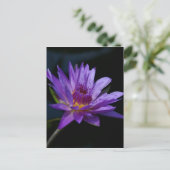 Carte Postale Nénuphar pourpre Lotus (Debout devant)