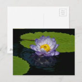Carte postale Nénuphar Purple Lotus (Devant / Derrière)