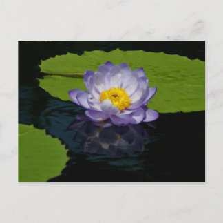 Carte postale Nénuphar Purple Lotus