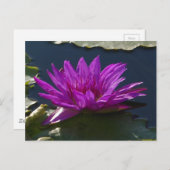 Carte postale Nénuphar Purple Lotus (Devant / Derrière)