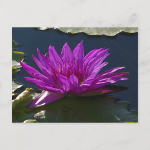 Carte postale Nénuphar Purple Lotus