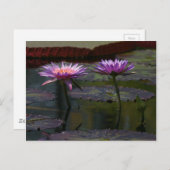 Carte postale Nénuphar Purple Lotus (Devant / Derrière)