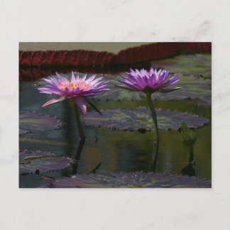 Carte postale Nénuphar Purple Lotus