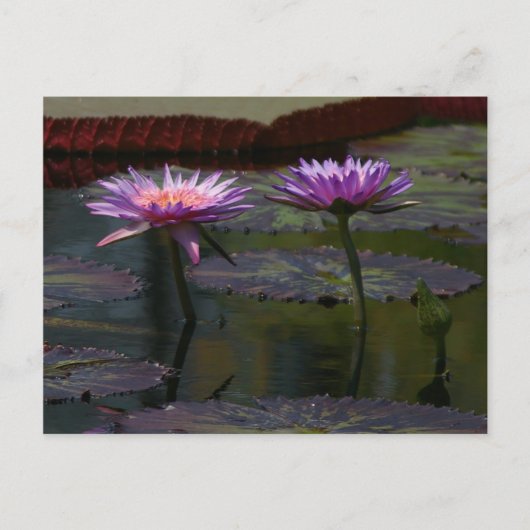 Carte postale Nénuphar Purple Lotus (Devant)