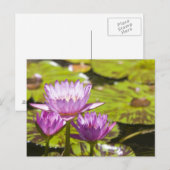 Carte Postale nénuphar rose (Devant / Derrière)