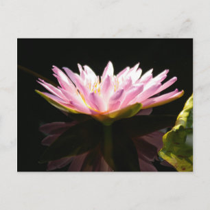 Carte Postale Nénuphar rose Lotus
