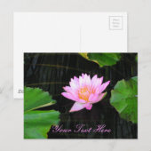 Carte Postale Nénuphar rose Lotus (Devant / Derrière)