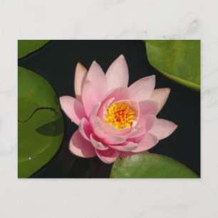 Carte Postale Nénuphar rose Lotus