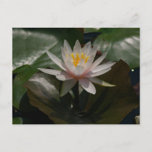 Carte Postale Nénuphar rose Lotus