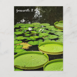 Carte Postale Nénuphars