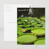 Carte Postale Nénuphars (Devant / Derrière)