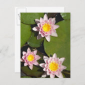 Carte Postale Nénuphars (Devant / Derrière)