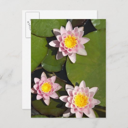 Carte Postale Nénuphars (Devant / Derrière)