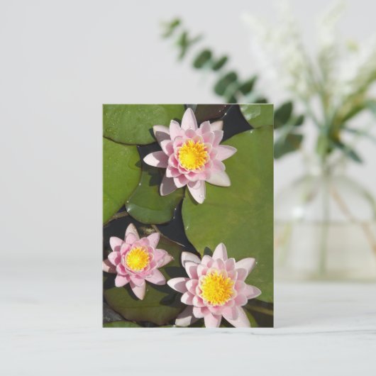 Carte Postale Nénuphars (Debout devant)