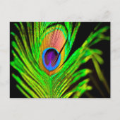Carte Postale Neon Colors Peacock Feather (Devant)
