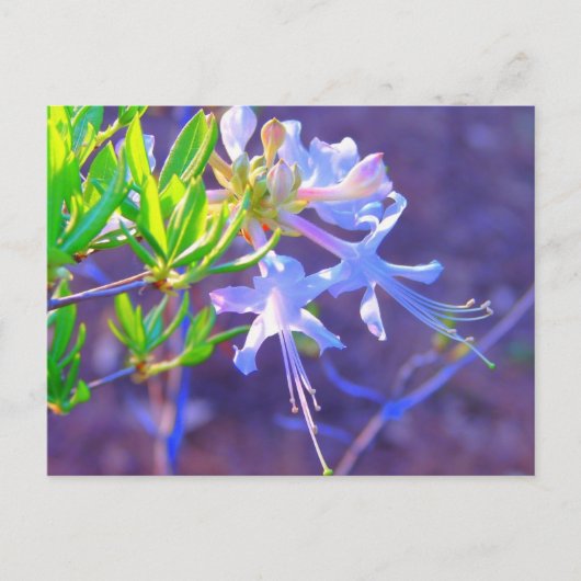 Carte Postale Néon pourpre (Devant)