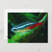 Carte Postale Neon Tetra Fish Paracheirodon Innesi (Devant / Derrière)