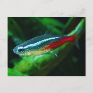 Carte Postale Neon Tetra Fish Paracheirodon Innesi