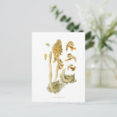 Carte Postale Neottia nidus avis (Debout devant)